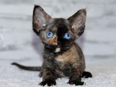 Tasmin - Devon Rex - Gallery Photo #1