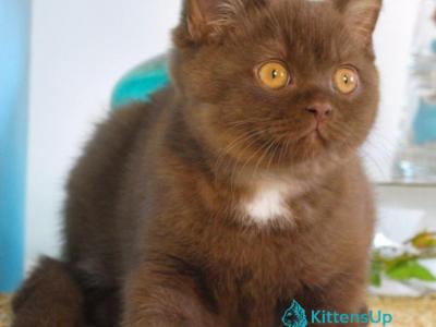 Neo - British Shorthair - Gallery Photo #1