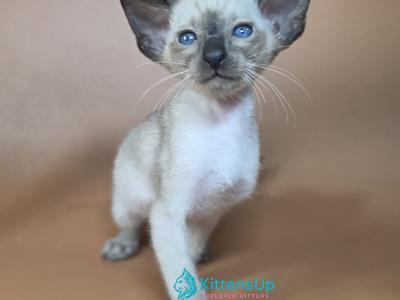 Wisp - Siamese - Gallery Photo #1