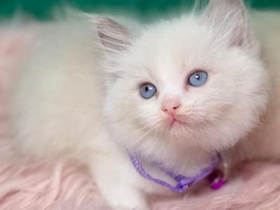 Lilac Bicolored - Ragdoll - Gallery Photo #1
