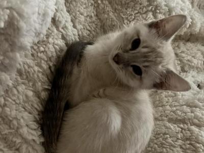 Lynx Point Siamese Kittens - Siamese - Gallery Photo #1