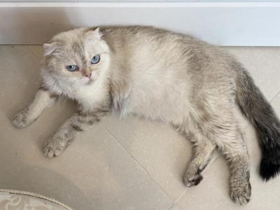 Scottish Point Female - Scottish Fold - Gallery Photo #1