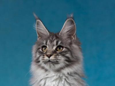 Yvette Form Ukraine - Maine Coon - Gallery Photo #1