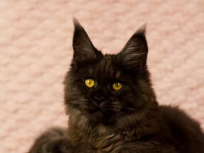 Alice From Ukraine - Maine Coon - Gallery Photo #1