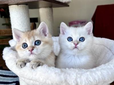 Lamajeur Cattery Kittens Are Available Together - British Shorthair - Gallery Photo #1