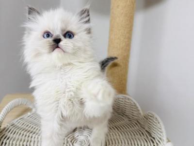 Rice - Ragdoll - Gallery Photo #1