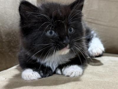 Polydactyl - Polydactyl - Gallery Photo #1