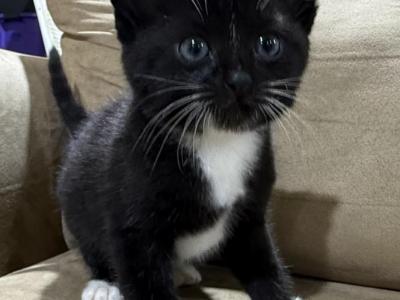 Poly 2 - Polydactyl - Gallery Photo #1