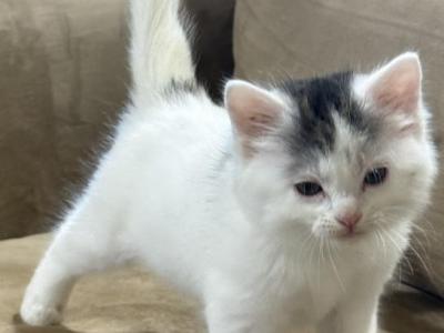 Snow - American Longhair - Gallery Photo #1