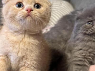 Sunny Scottish Fold - Scottish Fold - Gallery Photo #1