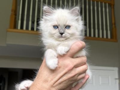 ZT Treasure - Ragdoll - Gallery Photo #1