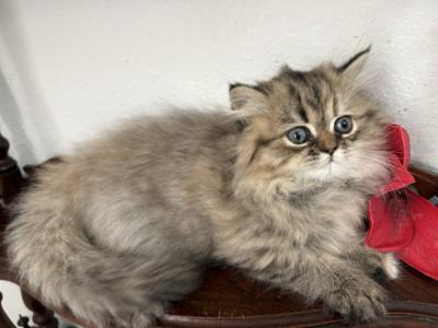 Jean Kittens - Persian - Gallery Photo #1