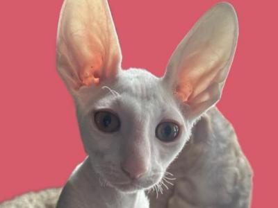 BooBoo - Cornish Rex - Gallery Photo #1