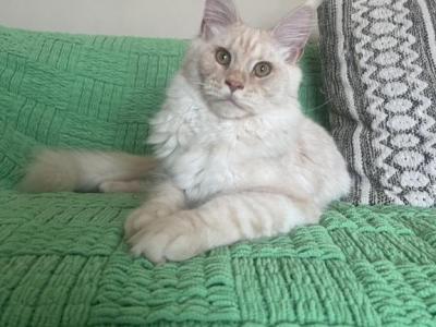 Male V65 - Maine Coon - Gallery Photo #1