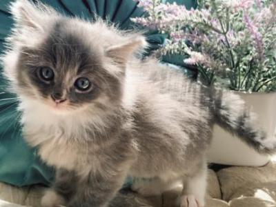 Sampson - Ragdoll - Gallery Photo #1