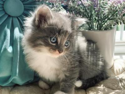 Delilah - Ragdoll - Gallery Photo #1