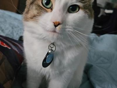 Leo - Domestic - Gallery Photo #1