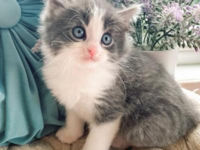 Felix - Ragdoll - Gallery Photo #1