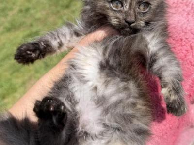 Rosie - Maine Coon - Gallery Photo #1