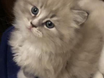Jason - Ragdoll - Gallery Photo #1