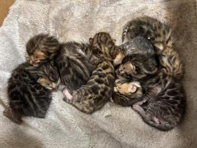 Remi Litter 5 Males 2 Females TICA Registered - Bengal - Gallery Photo #1