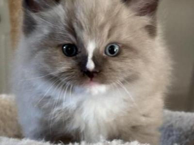 Drake - Ragdoll - Gallery Photo #1