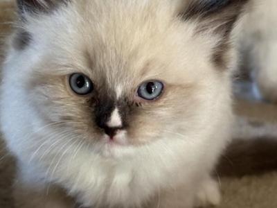 Grace - Ragdoll - Gallery Photo #1