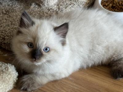 Sebastian - Ragdoll - Gallery Photo #1
