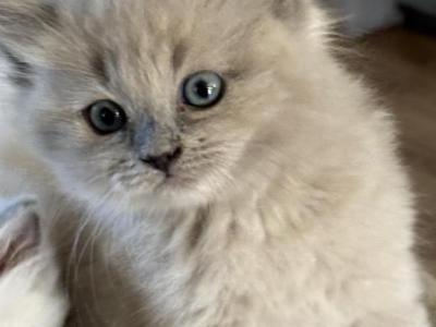 Blu - Ragdoll - Gallery Photo #1