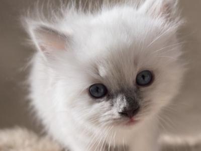 Luna - Ragdoll - Gallery Photo #1