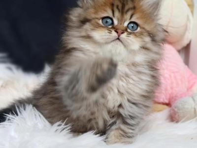 Frank - Persian - Gallery Photo #1