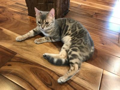 Denise - Bengal - Gallery Photo #1