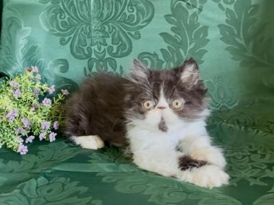 Forest Black And White Persian - Persian - Gallery Photo #1