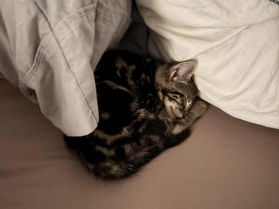 Phoenix - Bengal - Gallery Photo #1