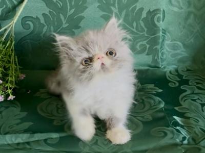 PENDING Gary The Blue And White - Persian - Gallery Photo #1