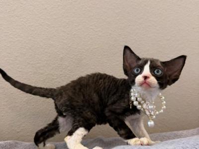 Dice Boy - Devon Rex - Gallery Photo #1