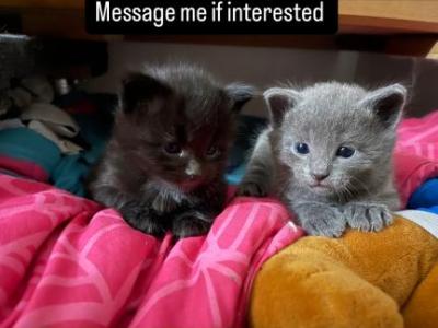 Siamese Kittens - Siamese - Gallery Photo #1