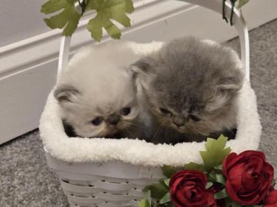 Cocos Litter - Persian - Gallery Photo #1