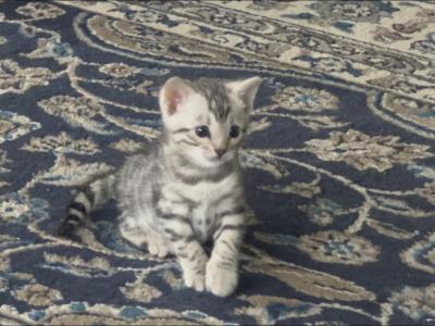 Silver Girl - Bengal - Gallery Photo #1