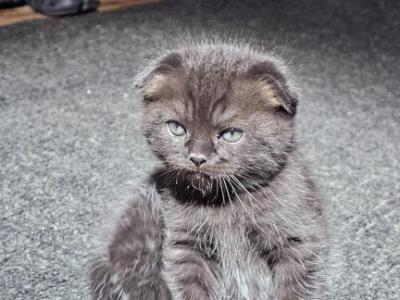 Onyx - Scottish Fold - Gallery Photo #1