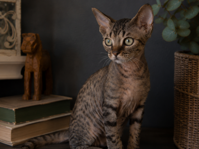 Devon Rex Black Tabby Male - Devon Rex - Gallery Photo #1