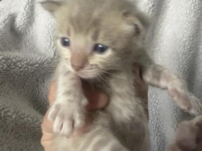 Snow Litter - Bengal - Gallery Photo #1