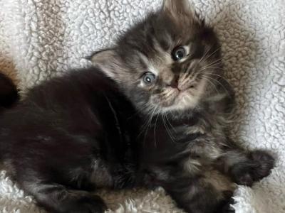 Aria's Litter - Maine Coon - Gallery Photo #1