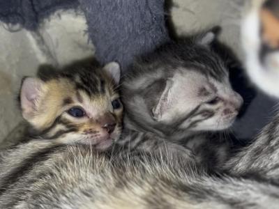 Zuri's Litter - Bengal - Gallery Photo #1