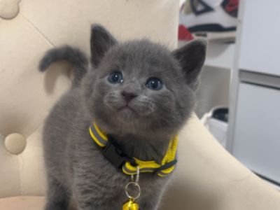 Fluffy Siamese Kittens - Siamese - Gallery Photo #1