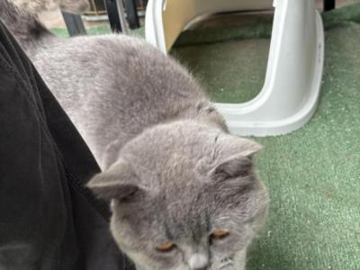 Brownie & Grey - Domestic - Gallery Photo #1
