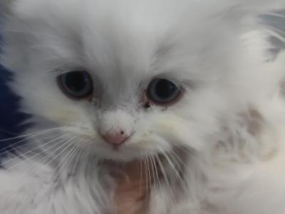 All White Blue Eyes - Persian - Gallery Photo #1