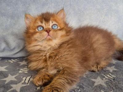 Felix - British Shorthair - Gallery Photo #1