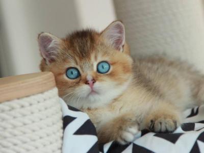 Korry Blue Eyed - British Shorthair - Gallery Photo #1