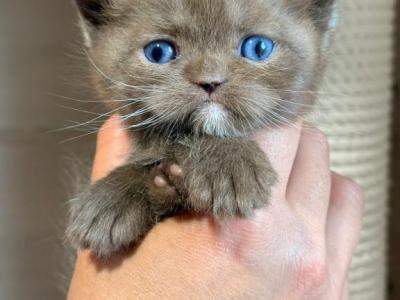 Journey - British Shorthair - Gallery Photo #1